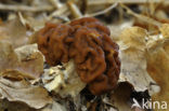 Voorjaarskluifzwam (Gyromitra esculenta) 