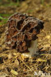 False Morel (Gyromitra esculenta)