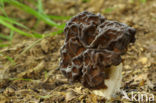 Voorjaarskluifzwam (Gyromitra esculenta) 