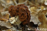 Voorjaarskluifzwam (Gyromitra esculenta) 