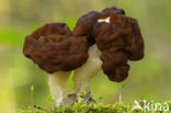 Voorjaarskluifzwam (Gyromitra esculenta) 