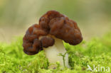 Voorjaarskluifzwam (Gyromitra esculenta) 