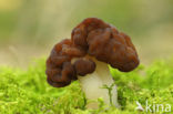 Voorjaarskluifzwam (Gyromitra esculenta) 