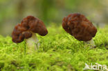 Voorjaarskluifzwam (Gyromitra esculenta) 