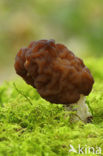 Voorjaarskluifzwam (Gyromitra esculenta) 