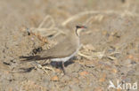 Collared Pratincole (Glareola pratincola)