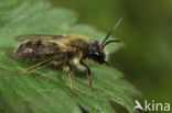 Vosje (Andrena fulva)