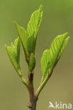 Alder Buckthorn (Rhamnus frangula)