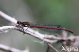 Large Red Damselfly (Pyrrhosoma nymphula)