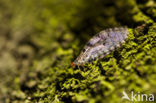 stream lacewing (Osmylus fulvicephalus)