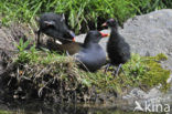 Waterhoen (Gallinula chloropus)