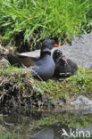 Waterhoen (Gallinula chloropus)