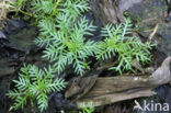 Waterviolet (Hottonia palustris)