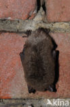 Watervleermuis (Myotis daubentonii)