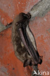 Watervleermuis (Myotis daubentonii)