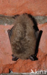 Watervleermuis (Myotis daubentonii)