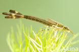 Banded Demoiselle (Calopteryx splendens)