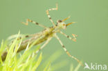 Weidebeekjuffer (Calopteryx splendens)