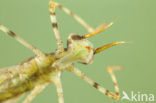 Weidebeekjuffer (Calopteryx splendens)