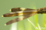 Weidebeekjuffer (Calopteryx splendens)