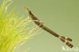 Weidebeekjuffer (Calopteryx splendens)