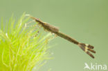 Weidebeekjuffer (Calopteryx splendens)