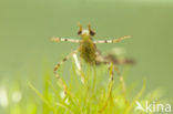 Banded Demoiselle (Calopteryx splendens)