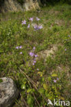 Spreading Bellflower (Campanula patula)