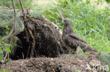 Honey Buzzard (Pernis apivorus)