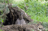 Honey Buzzard (Pernis apivorus)