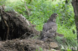 Honey Buzzard (Pernis apivorus)