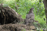 Honey Buzzard (Pernis apivorus)