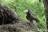 Honey Buzzard (Pernis apivorus)