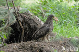 Honey Buzzard (Pernis apivorus)