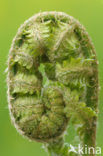 Wijfjesvaren (Athyrium filix-femina)