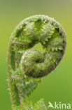 Lady-fern (Athyrium filix-femina)