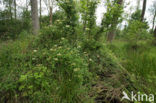 Honeysuckle (Lonicera periclymenum)