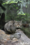 Wilde kat (Felis silvestris) 