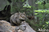 Wilde kat (Felis silvestris) 