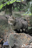 Wilde kat (Felis silvestris) 