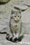 Wilde kat (Felis silvestris) 