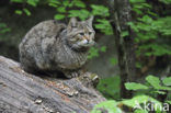 Wilde kat (Felis silvestris) 