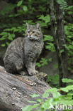 Wildcat (Felis silvestris)