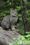 Wilde kat (Felis silvestris) 