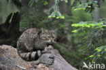 Wilde kat (Felis silvestris) 