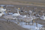 Whooper Swan (Cygnus cygnus)