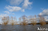Willow (Salix)