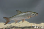 Orfe (Leuciscus idus)