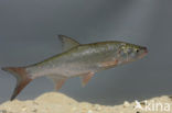 Orfe (Leuciscus idus)