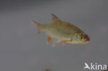 Orfe (Leuciscus idus)